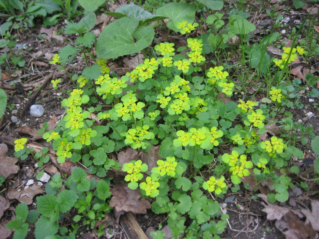 Wolfsmilch (Euphorbia)