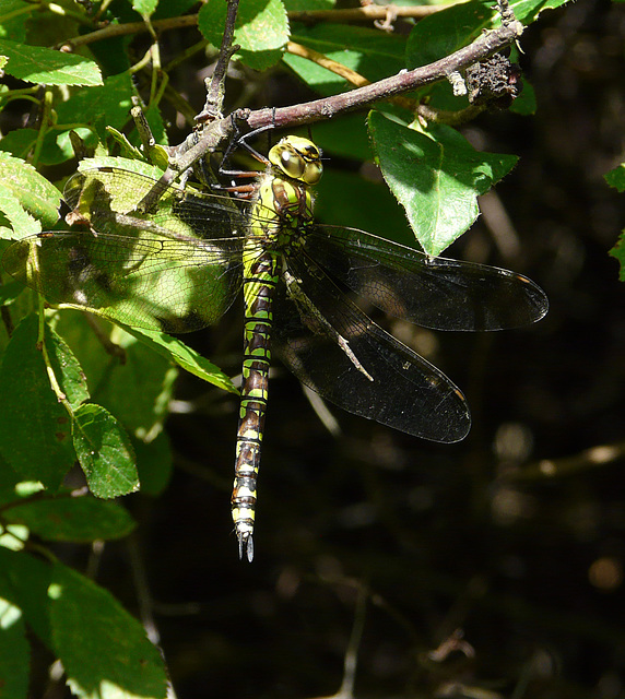 Southern Hawker Female