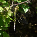 Southern Hawker Female