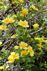 Rosa xanthina 'Canary Bird '