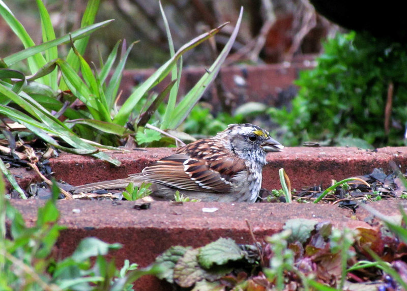 White-throated Sparrow