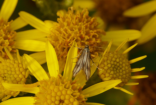 Schreckensteinia festaliella Moth on Ragwort