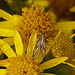 Schreckensteinia festaliella Moth on Ragwort
