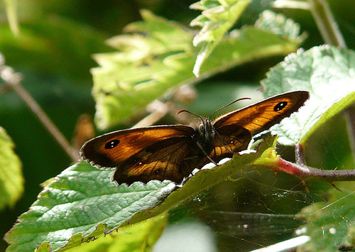 Gatekeeper -Male Front