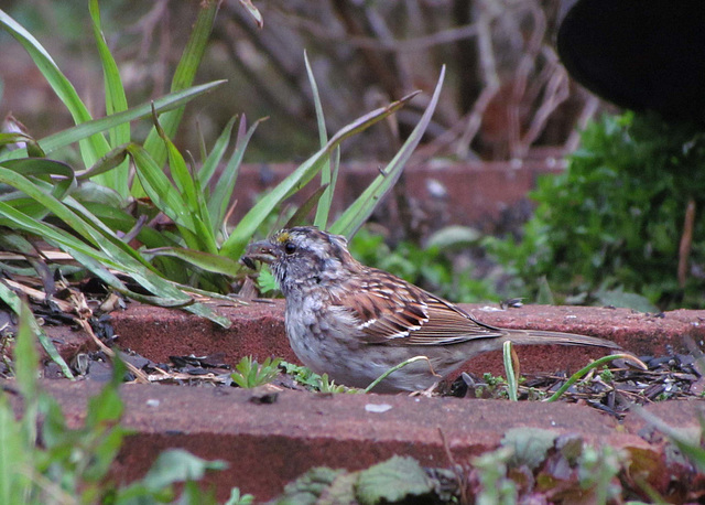 White-throated Sparrow