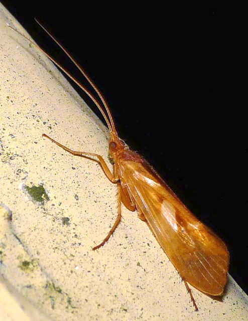Limnephilus rhombicus -Caddis Fly 5