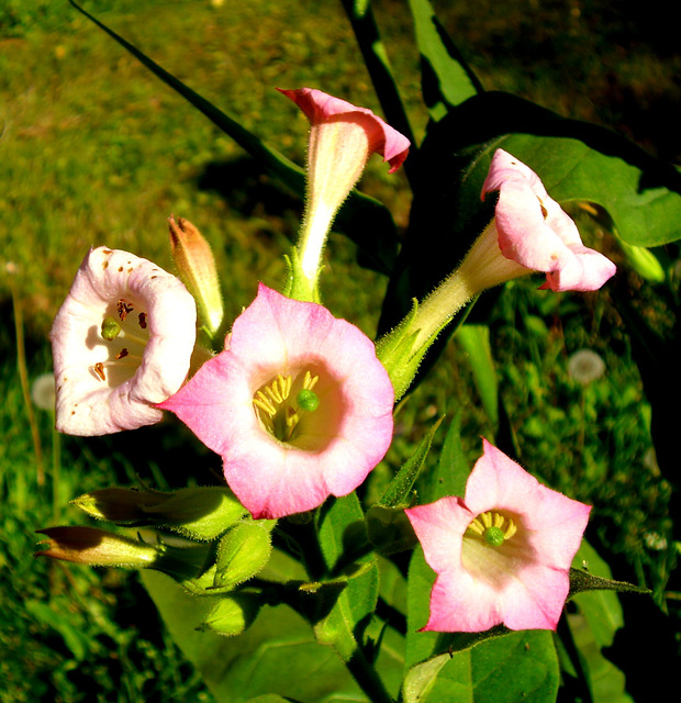 and the tobacco flowers