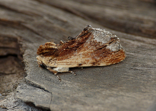 Maple Prominent