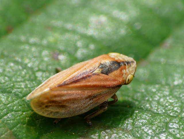 Little Red Froghopper