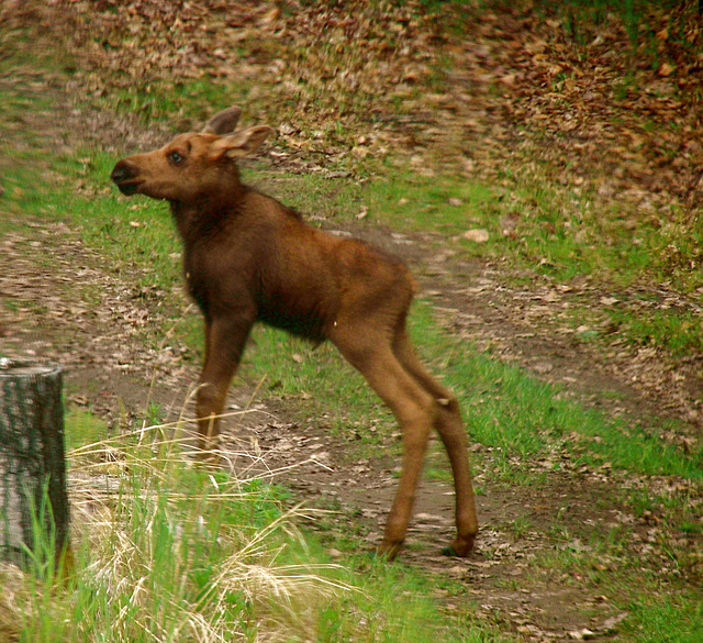 This spring's calf