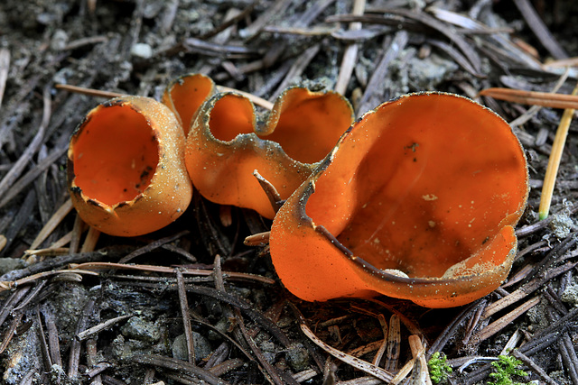 Orange Peel Fungus