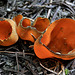 Orange Peel Fungus