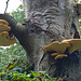 bracket fungi, takeley churchyard