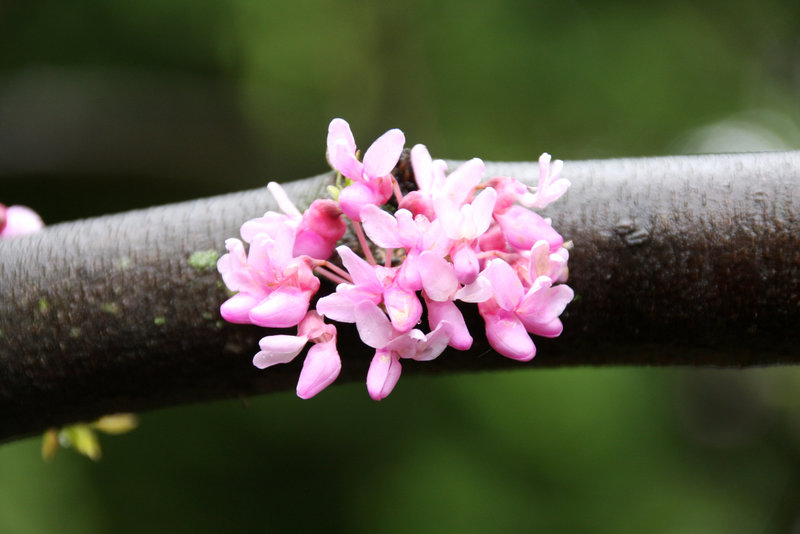 Flowering branch