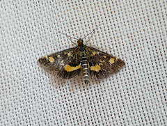 Pyrausta aurata Open