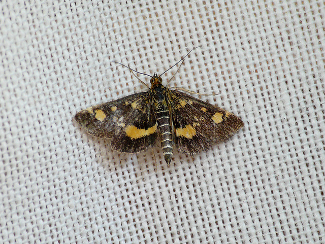 Pyrausta aurata Open