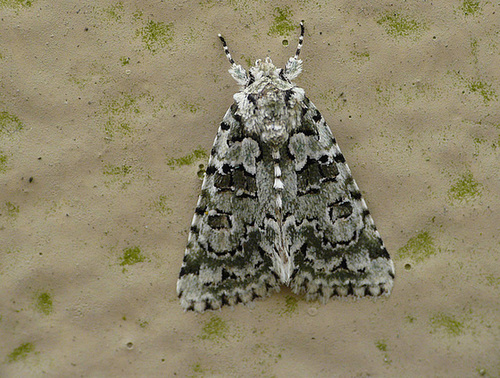 Marbled Green Moth -Top