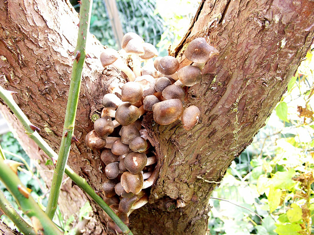 Honey Fungus