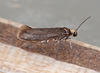Apodia bifractella