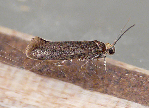 Apodia bifractella