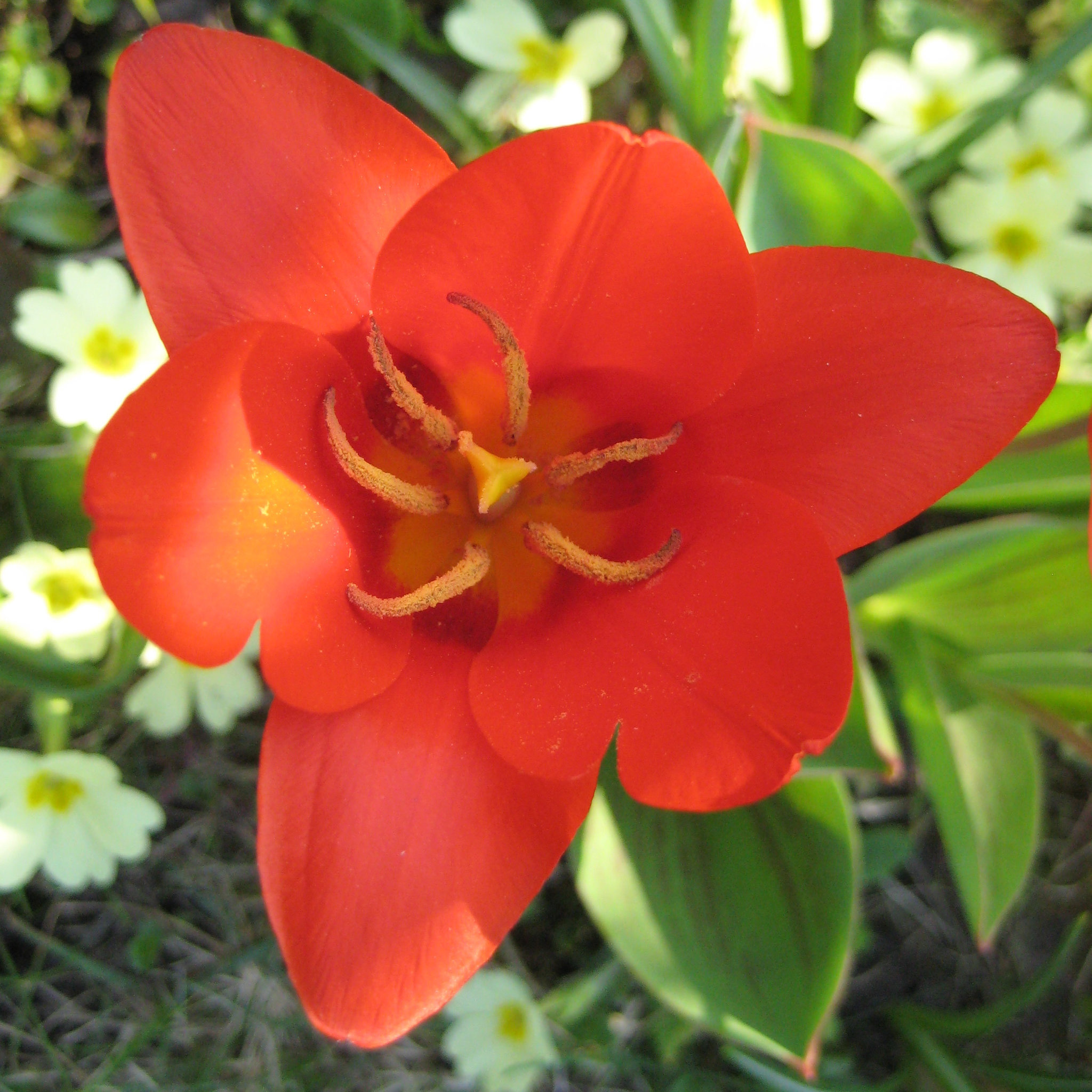 Tulpe