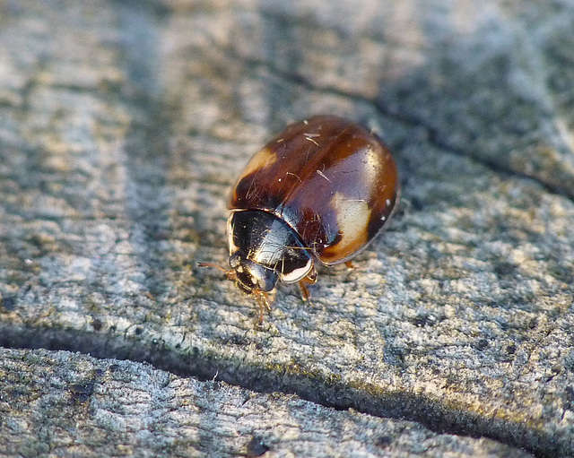 Patio Life: 10-spot ladybird