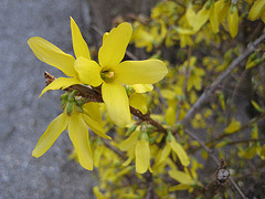 Forsythienblüte