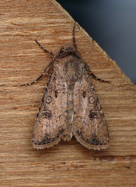 Turnip Moth