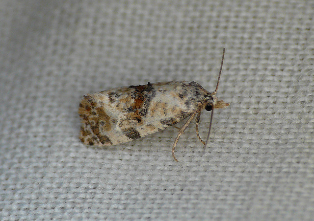 Cochylis molliculana