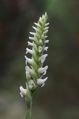 Hooded Ladies'-tresses