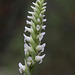 Hooded Ladies'-tresses