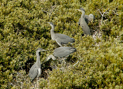 Juvenile Grey Herons