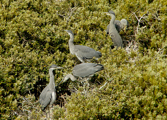 Juvenile Grey Herons