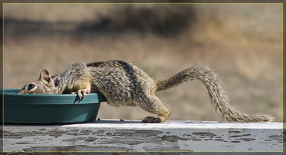 Submarine Squirrel