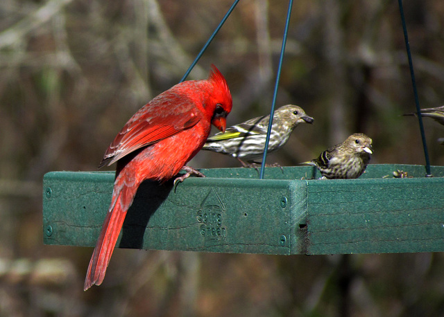 Cardinal