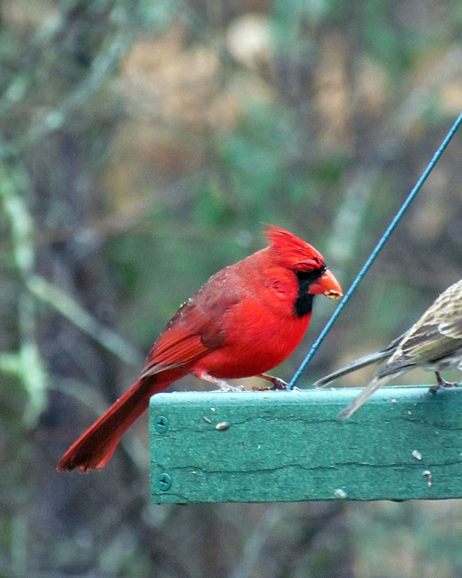 Male Cardinal