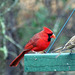 Male Cardinal