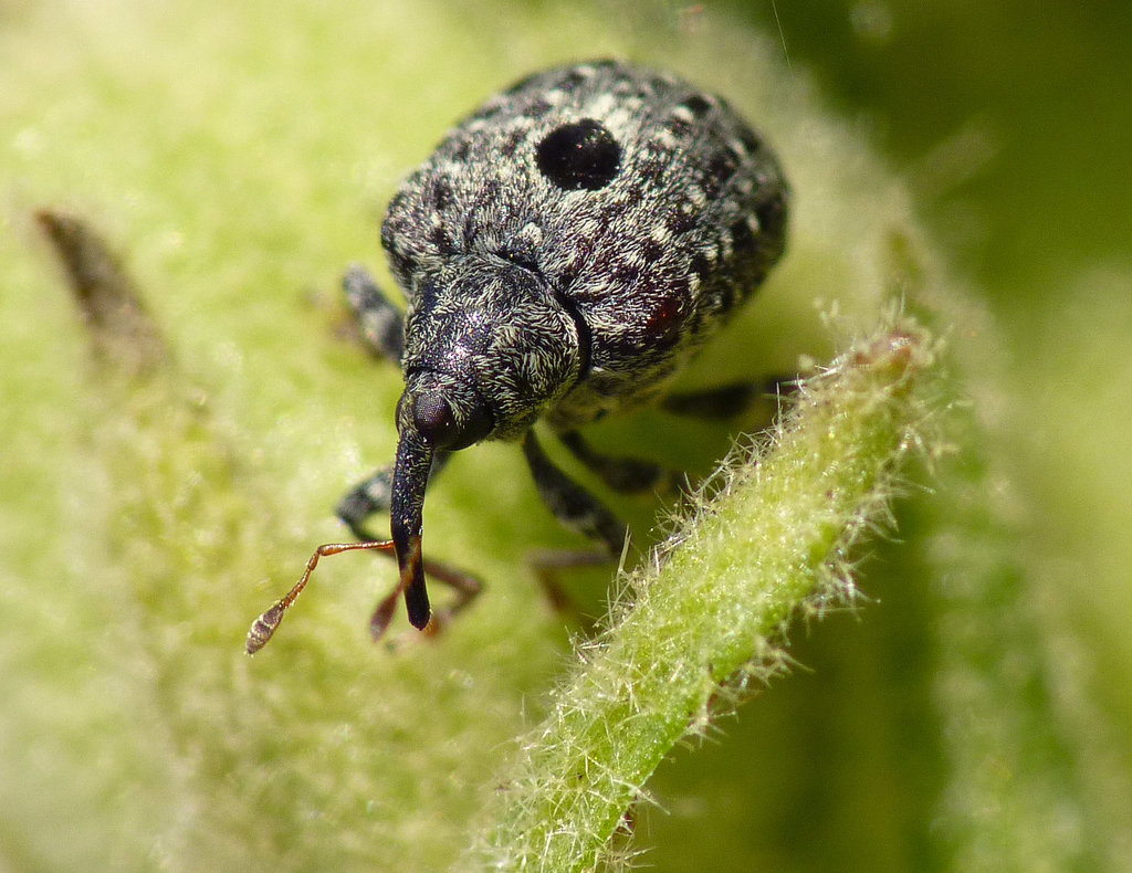 Patio Life: Weevil Checking Me Out