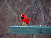 Male Cardinal and Goldfinch