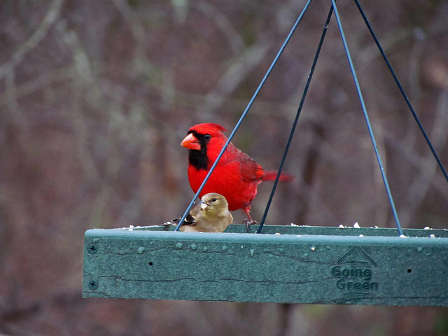 Male Cardinal and Goldfinch