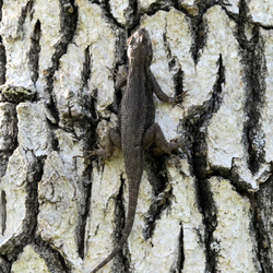 bblizard