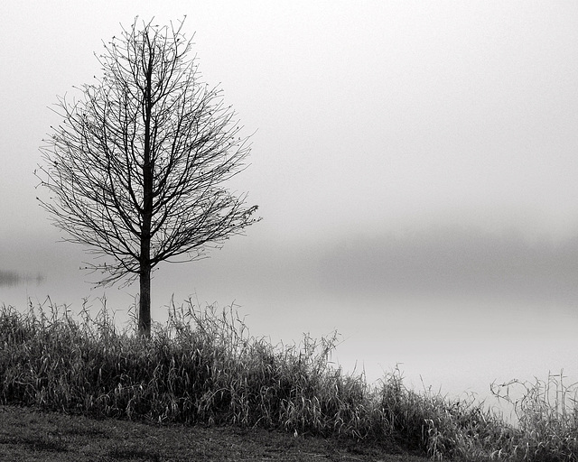 Lone Tree in Fog - My first digital photograph.  No idea what I was doing.