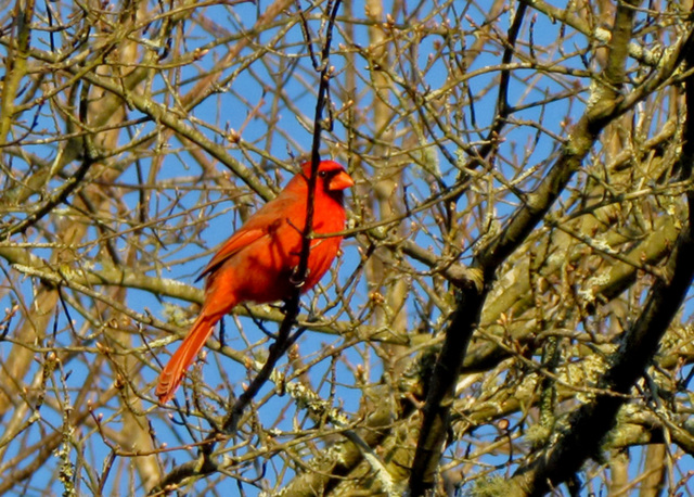 Cardinal