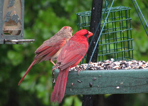 Cardinal Pair