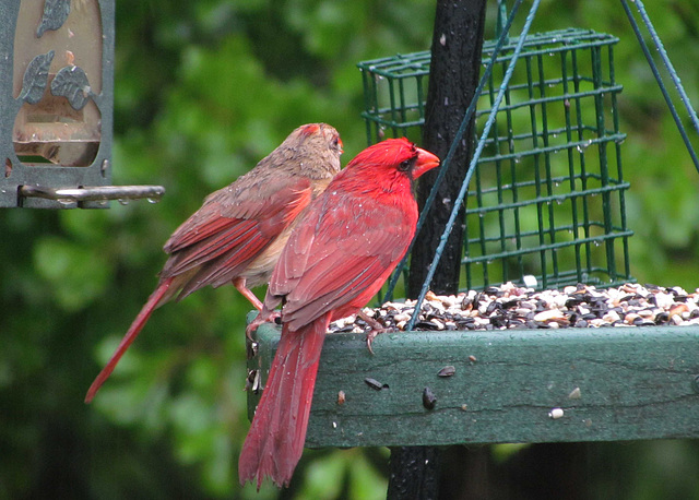 Cardinal Pair