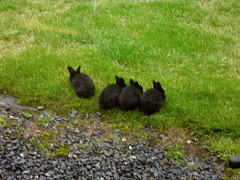 Cute wittle wabbits