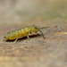 springtail 003