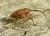 Patio Life: Uber Nosed Weevil