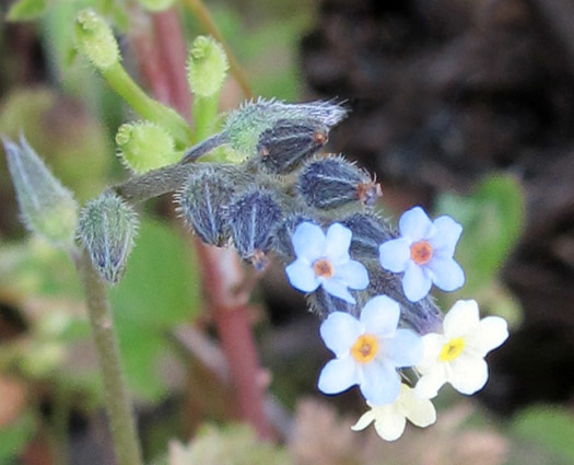 tinyblossoms