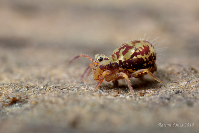 Dicyrtomina saundersi